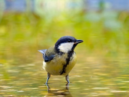 Great tit