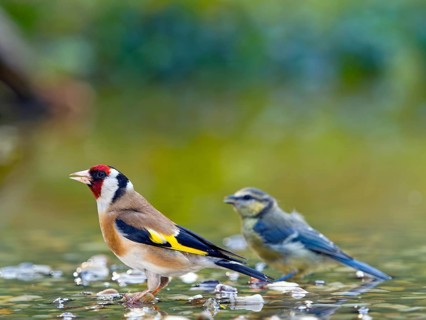 Goldfinch