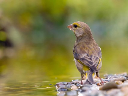 European greenfinch