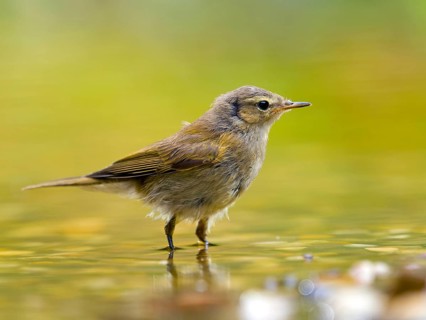 Common Chiffchaff