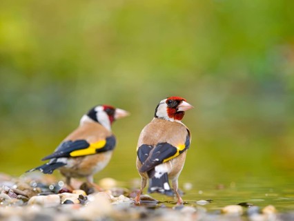 Goldfinch