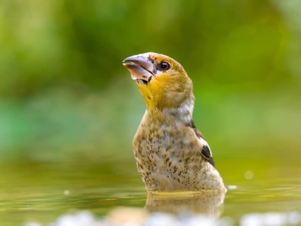 Hawfinch