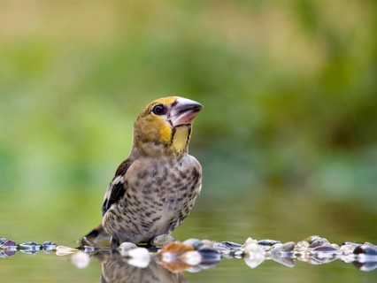 Hawfinch