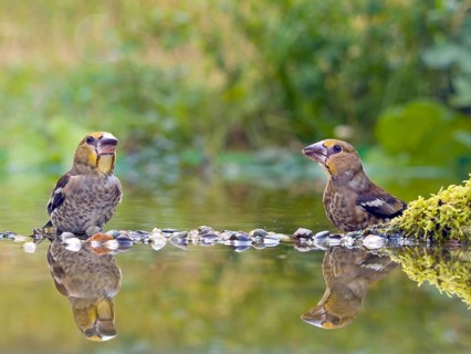 Hawfinch