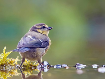 Blue tit
