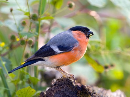 Eurasian bullfinch