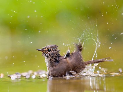 Spotted flycatcher