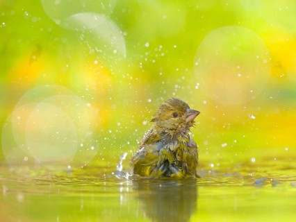 European greenfinch
