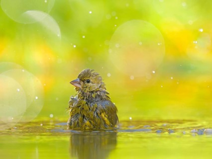 European greenfinch