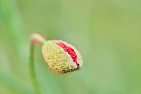 Common poppy