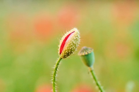 Common poppy