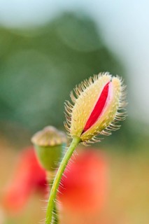Common poppy