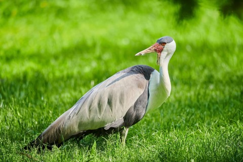 Wattled crane