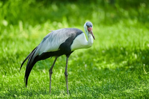 Wattled crane