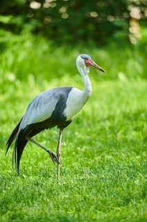 Wattled crane