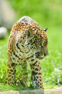 Jaguar