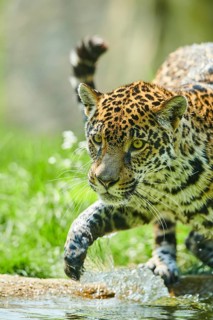 Jaguar