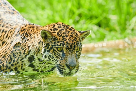 Jaguar