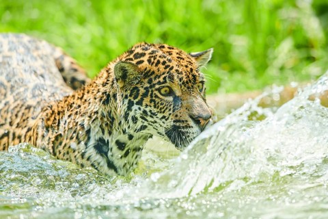 Jaguar