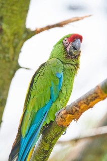 Military macaw