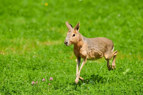 Patagonian mara