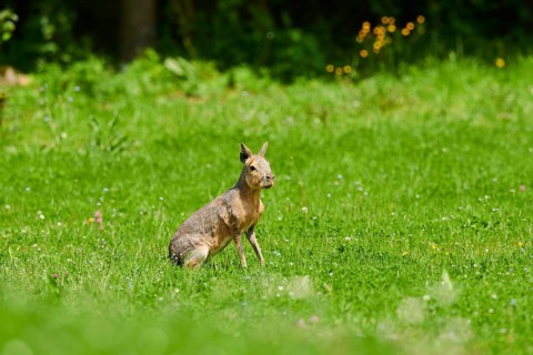 Patagonian mara