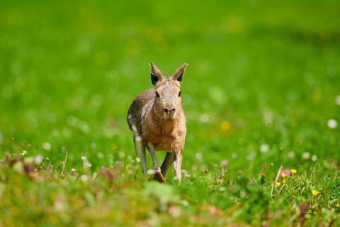 Patagonian mara