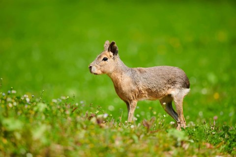 Patagonian mara