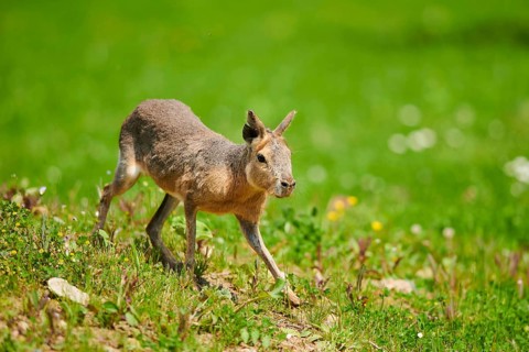 Patagonian mara