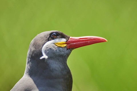 Inca tern
