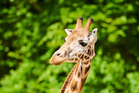 Reticulated giraffe