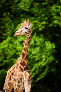 Reticulated giraffe