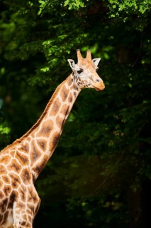 Reticulated giraffe