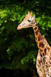 Reticulated giraffe