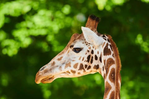 Reticulated giraffe