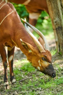 Lowland nyala