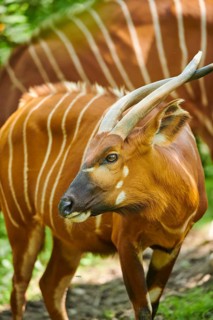 Lowland nyala
