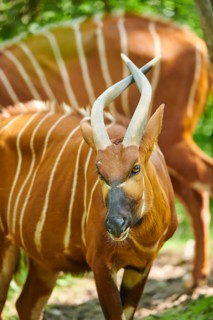 Lowland nyala