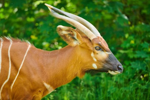 Lowland nyala