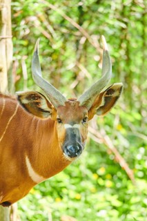 Lowland nyala