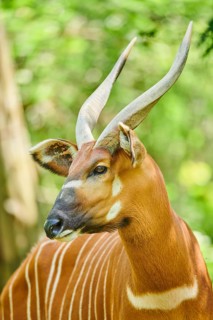 Lowland nyala