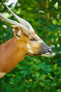 Lowland nyala