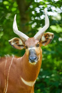 Lowland nyala