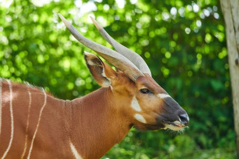 Lowland nyala