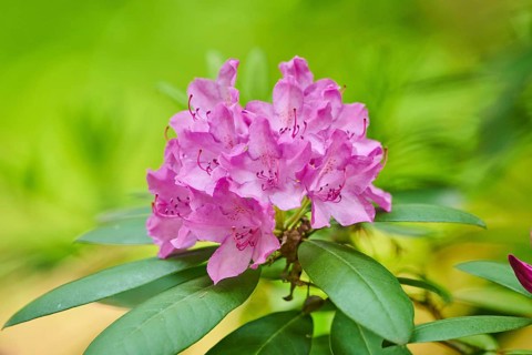 Catawba rosebay