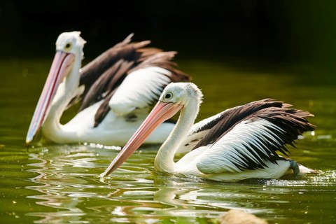 Australian pelicans