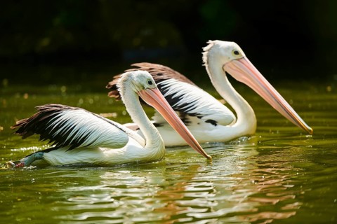 Australian pelicans