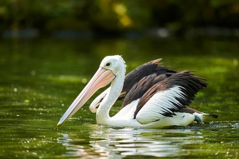 Australian pelican