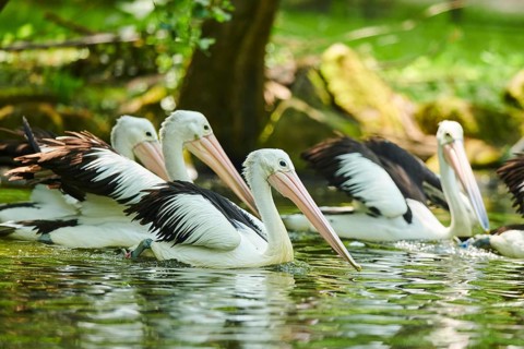 Australian pelicans