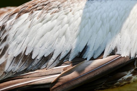 Australian pelicans
